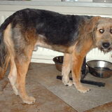 Foto van liesbeth,Turbo,Luna, Levi en Faith