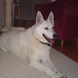 Charlie de Zwitserse Witte Herder!