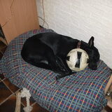 Boy onze trouwe vier voeter van 10 maanden