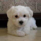 dit is onze nieuwe puppy Emma na veel verdriet van onze vorige hond…