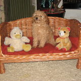 Whoopy Snoopy met favorite speelgoed op haar divan.