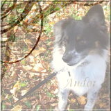 Lieve Andor
