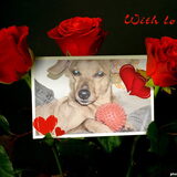 Rocky...allerlei plaatjes
