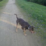 Foto van Juut & Brownie