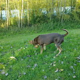 Foto van Juut & Brownie