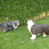In de tuin saampies