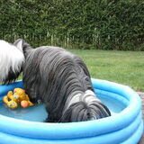 Waterpret, Duukje durft niet.......