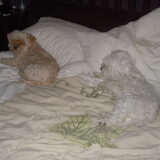 Lotje en logeetje snoopy op mijn bed!!! Waar moet ik liggen??