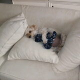 Gniffel, gekke Lot