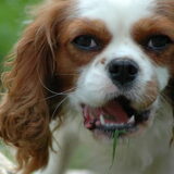 Dit is Katie, lekker aan het gras eten in de tuin. Ze is nu bijna 2…
