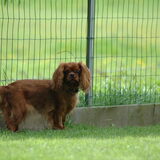 Dit is Ilse en ze is nu 9,5 jaar oud. Ze is een jachtcavalier en loopt…