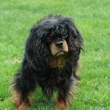 Dit is Laika en ze is nu 10,5 jaar oud. Ze is de leider van ons stel…