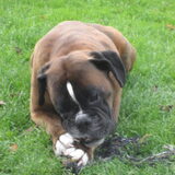 Foto van Jeanette, Lady † , Lucky †