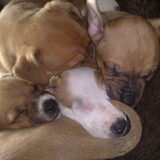 V.l.n.r: Beau. Juicey, Snowy & Jaiwey 27-01-2009 / 5,5 week oud