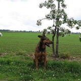 Kylie in de boomgaard. Net hard gerend.