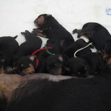PUPPIES VAN KIRA