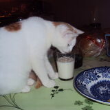 lekkere melk pikken