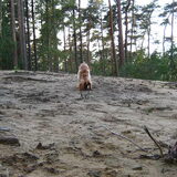 snuffelen op het bergje