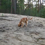 op het bergje