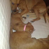 Het hele gezin op de bank... Janey, Juicey en Jari ;-) Maar... Dj heeft…