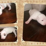Foto van mamaloes darius dilaylah en de pups!