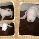 Foto van mamaloes darius dilaylah en de pups!