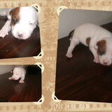 Foto van mamaloes darius dilaylah en de pups!