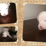 Foto van mamaloes darius dilaylah en de pups!