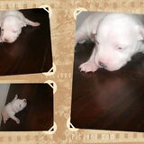 Foto van mamaloes darius dilaylah en de pups!