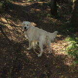 Roby fijn wandelen in het bos.