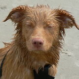 Voor het eerst in zee (op Terschelling) Wat prikt dat water in mijn…