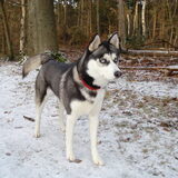 husky lola