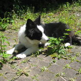 20 weken oud lekker chillen in de tuin
