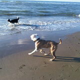kijk ze rennen! mylow en macho @ wijk aan zee