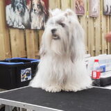 Brandi mee naar de Praxis in het kader van dierendag