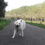 Gekke hond met zijn bal....favo hobby van Mike hihi