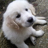 Tara in de tuin! 2de dagje bij ons!
