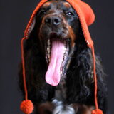 Bazil