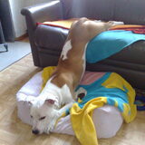 Acrobatie à la Ziggy!