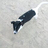Odie dagje op Texel 15wk oud