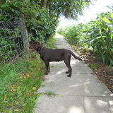 Op stap met Viggo