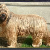 dit is hasco ons briard reutje