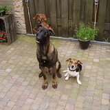 dit zijn mijn hondjes. Rechts de herder Yaro met flap oren. En links…