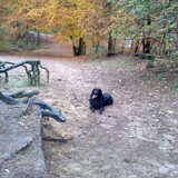 benji 2 jaar. lekker dollen in het bos is het liefste wat hij doet.