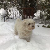 lady is de sneeuw