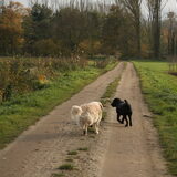 Wandeling samen met Tjeu! *3-11-2010*