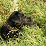 Wandeling samen met Tjeu! *3-11-2010*