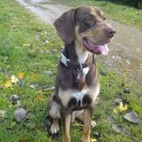 Foto van Juut & Brownie