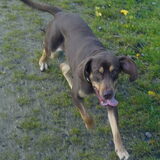 Foto van Juut & Brownie