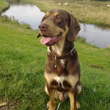 Foto van Juut & Brownie